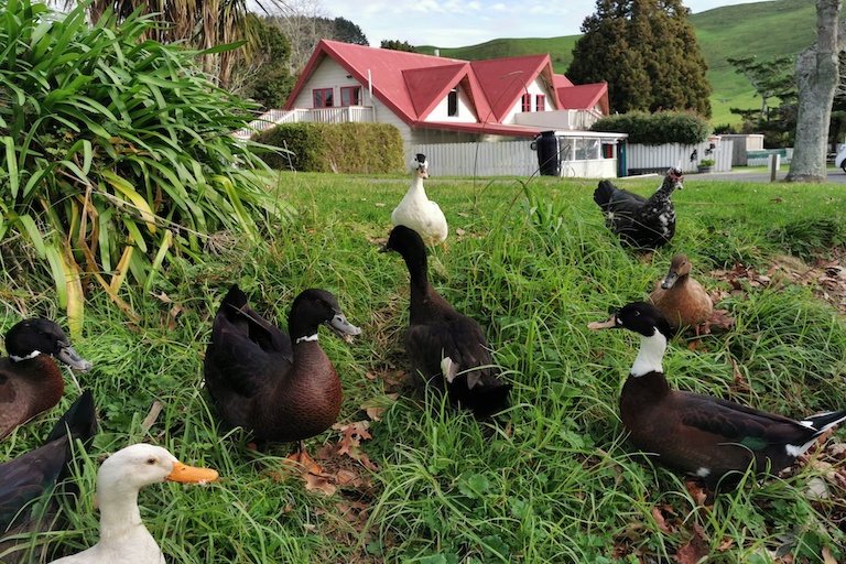 Waihi Camp and Cabins ducks